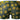 Trunk - Mens Petal Power Pouch Short Male Power 145 - 285 - S - Daisy Print - Male Power_145 - 285_Daisy Print_S - Male Power - 6