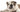 Malebasics teams up with Southern California Bulldog Rescue to save dog’s lives - Malebasics